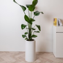 여인초 거실대형화분 사무실화분 인테리어식물, 화이트원형