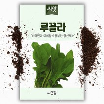루꼴라 씨앗 2000립/ 로켓샐러드 키우기, 1개