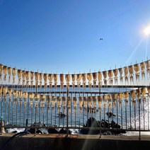 [가을바다] 영덕 오징어덕장에서 말린 반건조오징어 10마리 (피데기), 1봉, 대 10마리 (1.4~1.5kg 내외)