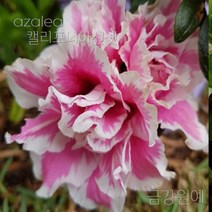 서양철쭉(왜철쭉) 아젤리아 금강원예, 켈리포니아썬셋(포트묘)