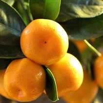 (특등급) 오늘출고 감귤1KG 밀감 귤 제주밀감 제주귤, 1KG, 본상품선택