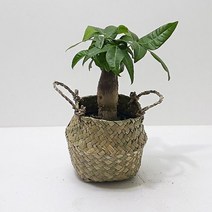 러브코리아 파키라(소) 키우기쉬운식물 해초바구니, 방개형 본상품선택