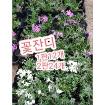 꽃잔디 1판 2판/봄부터 가을까진 꽃을보고 겨울에는 잔디로남는 패랭이꽃, 2판(24개)