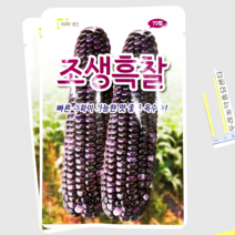 옥수수종자/찰옥수수/미흑찰계/ 조생흑찰 70립 1봉 / 피피에스 정품