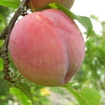 묘목 자두나무 대왕자두 (R4cm) W0312