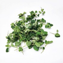 야채24닷컴 오레가노 허브 생잎 50g, 1개