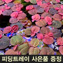 부상수초 필란터스플루이탄스 [5뿌리] 부상수초홀더 어항부상수초 구피부상수초