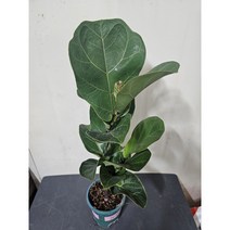 떡갈고무나무 외목대 중품 79, 1개