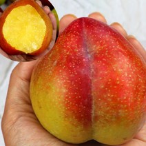 청송 황제 추희자두 왕자두 특자두 3kg 내외, 청송 황제 추희자두 왕자두 150g내외 3kg, 1개