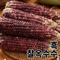 2023년 수확한 쫀득하고 맛있는 흑찰 옥수수 [ 18cm 이상 특품 ], [특품]40송이