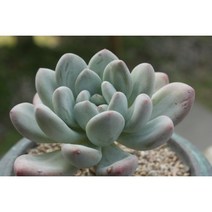 후레뉴
