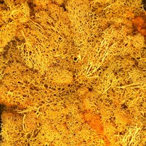 모스이끼 귤색 D-05-021