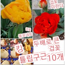 튤립구근-겹꽃 10개묶음/꽃잎이 두배로 큰 스페셜 튤립꽃