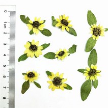 16 pcs 줄기 접촉 꽃을 가진 자연적인 압박 된 초속 꽃 DIY 예술 기술 책갈피 선물 훈장 결혼식 안내장, [01] yellow