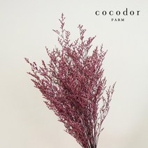 코코도르 미스티블루 드라이 플라워 한단, 핑크