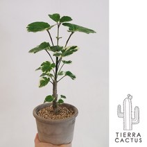 *티에라선인장* 귀여운 동그란무늬잎 파비안 - 토분 2COLOR, 쵸코 납작링 토분 (받침불포함)