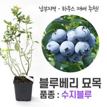 깨비농장 블루베리 나무 묘목 재배 키우기 (품종: 수지블루), 수지블루