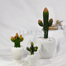 플라랜드 공기정화 인테리어식물 만세선인장 테라조 대리석화분, 테라조 팽이화분 - 만세선인장(8cm)