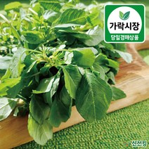 가락시장 당일경매 비름 200g 비름나물 도매야채 신선킹 가락시장야채 가락시장비름나물