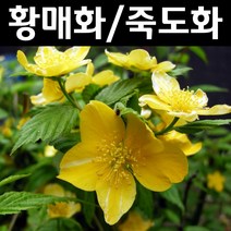 황매화/죽도화(홑 겹 랜덤) 나무 묘목 H1.2m 1개/정원수 조경수, 1개