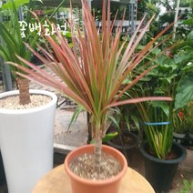 40~60cm 레인보우 마지나타 중대품 159, 1개