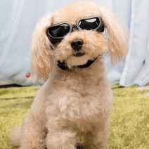 소형 중형 강아지 고글 애견 선글라스 안경 도글스, 1-소중형고글-검정, 1-소중형고글-검정