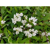 보람농자재 애기말발도리나무, 화분*(개화주)