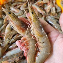 [산지직송] 신진도 조업 자연산 대하 2kg, 자연산 대하 (숫 80%) 2kg