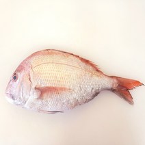 자연산 반건조 참돔 40cm 내외 500g 내외 생선구이 제수용 제사용 국내산