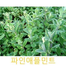 허브(Herb)/채소식물 파인애플민트 모종 5개 (L0281)