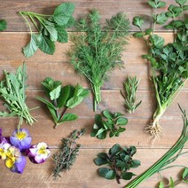 논밭허브 모아보기, 14. 애플민트 가공용 100g