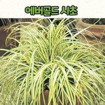7치 포트 에버골드 사초 / 노지월동 조경용 상록식물 / 사초류