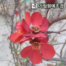 명자 흑광 가림원예조경, 키60cm분묘(5개세트)