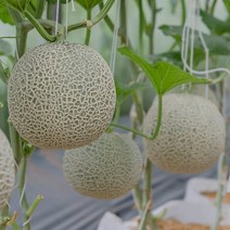 세론이 메론 나주멜론5kg3개입 당도12브릭스, 1