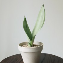 문샤인 산세베리아 1개 화분포함 독일토분11G, 포함(9호 크림)