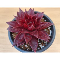 정화다육 다육식물 루밍