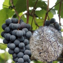 MBA포도나무 1년생 머루포도 묘목 과일나무, 1개