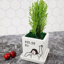 [상상도못한] 개업 승진 결혼 대박을 축하해주는 화분+개별메세지추가, 천냥금