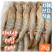 자연산 대하 2Kg 제철 싱싱한 새우 국내산 서해안 태안 안면도 남당항 신진도 산지직송, 자연산 대하 (2Kg), 1개