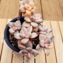 살구미인금 다육이 키우기 예쁜 다유기 다육식물1목7두-80, 단품, 1개