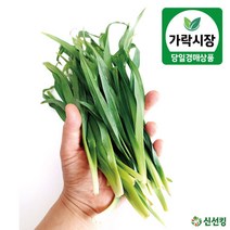 가락시장 당일경매 원추리 500g / 1kg 도매야채 신선킹 가락시장야채 가락시장원추리, 1개