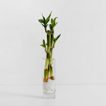 펫플랜트 개운죽 수경재배 세트, 개운죽 3p + 투명 미니 유리화병/흰돌(종이컵 2컵분량)