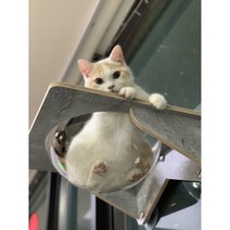 헤라우스점핑 고양이 일광욕 창문 캣타워 투명 해먹 캣워크 캣워커 캣폴, 창문 투명해먹, 1개