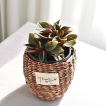 실내공기정화식물 율마 아레카야자 스킨답서스 산세베리아 테이블야자 유칼립투스 이레카야자 페페 스투키 몬스테라, (식물만), 21.에덴로소