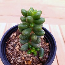 녹귀란 반음지 다육 식물1-30 랜덤, 단품