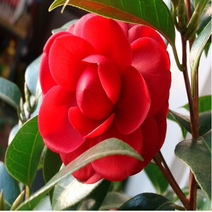 카멜리아F.O/프래그런스오일/국산프리미엄오일/향오일/천연F.O/천연비누재료/천연화장품재료/카멜리아- 핸디공방, 100ml