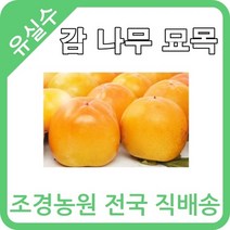대한조경농원 감 나무 묘목 (1년생 5주묶음) [대봉 왕대봉 둥시 차량 단감 태추 청도반시]