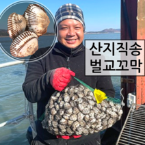 [산지직송] 남해안 벌교 살이 꽉찬 제철 새꼬막 상사이즈 깨끗하고 싱싱한 생물 꼬막 손질꼬막무침, 새꼬막(상) x 1kg