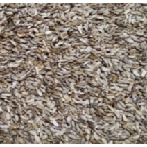 (성실C)토종 엉겅퀴씨앗 (100립) 토종가시엉겅퀴씨앗, 1개