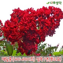 착한가격나무생각 백일홍(다이나마이트) 삽목1년 뿌리묘 5주묶음